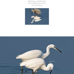 Little Egrets Reflected in the Water - Greetings Card