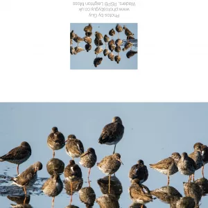 Waders In The Dawn Light - Greetings Card