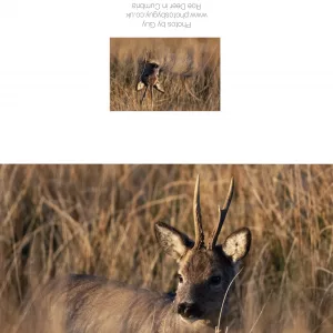 Roe Deer In The Grass - Greetings Card