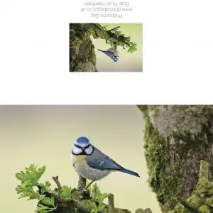 Blue Tit On A Hawthorn Branch In Cumbria Greetings Cards