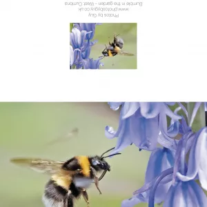 Bumble Bee In The Garden - Greetings Card