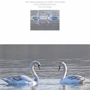 Mute Swan Cygnets on Bassenthwaite Lake Greetings Card