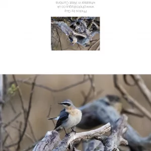Wheatear on a branch Greetings Card