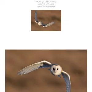 Barn Owl in flight with sunset Greeting Card - with a border