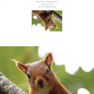 Red Squirrel in Cumbria - greetings card