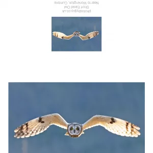 Short Eared Owl head on in the sun - with a border