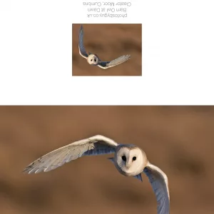 Cumbrian Barn Owl in flight with sunset Greeting Card - without a border