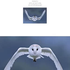 Barn Owl in flight Greeting Card - without a border