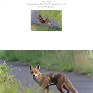 Fox on the path in West Cumbria- greetings card without a border