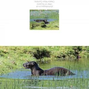 Otter basking in the sun in the pond, near to Cleator Moor, Cumbria - without a border