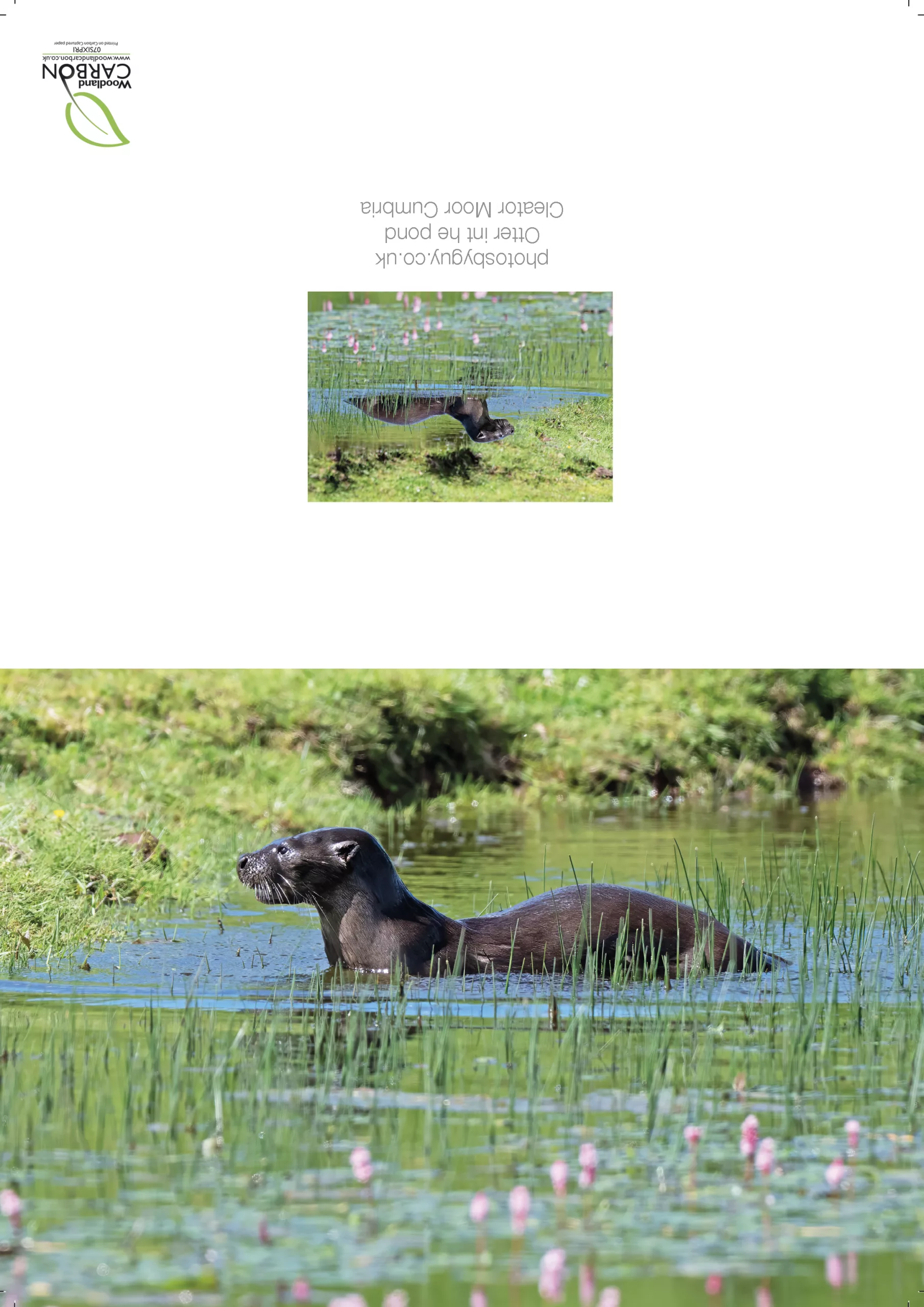Otter basking in the sun in the pond, near to Cleator Moor, Cumbria - without a border