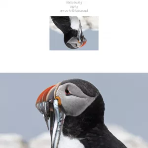 Puffin with a mouthful of sand eels , The Farne Isles - without a border