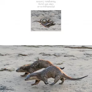 Two Otters, a mother and young in West Cumbria - greetings card