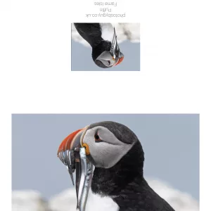 Puffin with a mouthful of sand eels , The Farne Isles - with a border
