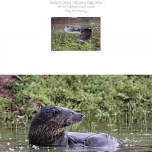 Otter In The Pond 1 - Greetings Card