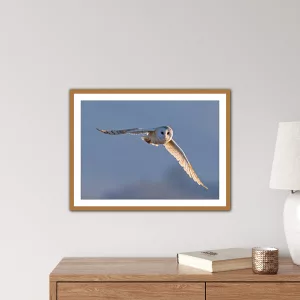 Barn Owl in flight with blue sky no. two - A3 print in a wooden frame