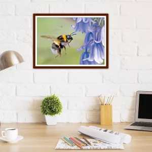 Bumble Bee foraging in West Cumbria- Framed A3 Print in Wooden Frame
