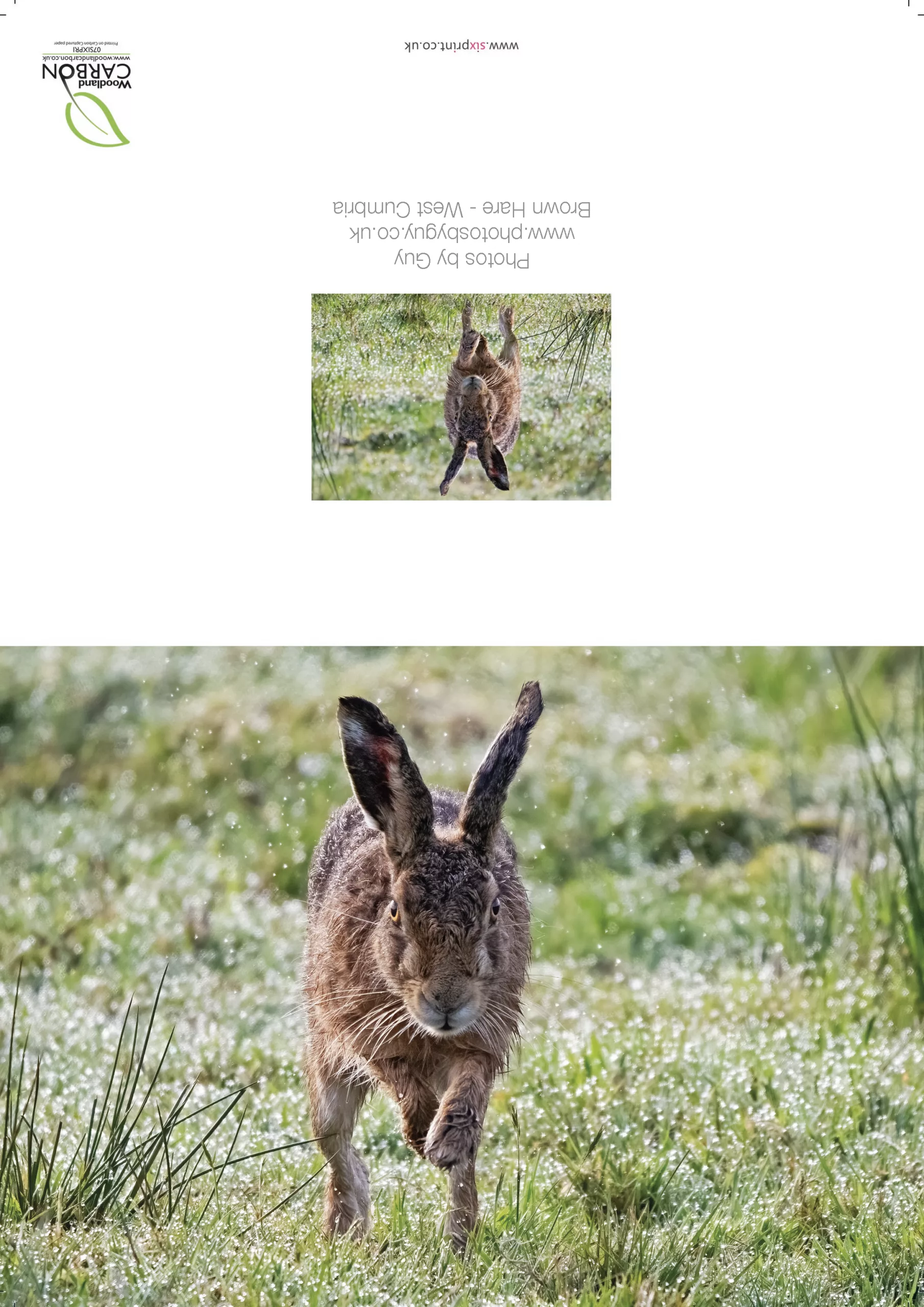 Brown Hare Running Towards The Camera - Greetings Card