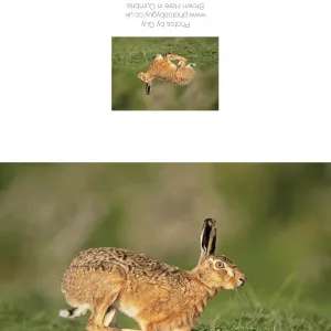 Brown Hare Running Through The Grass - Greetings Card