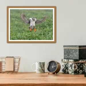 Puffin coming into land on a rainy day , The Farne Isles - A3 Print in Wooden Frame