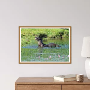 Otter shaking its head in the pond near to Cleator Moor, Cumbria - A3 Print in a wooden frame