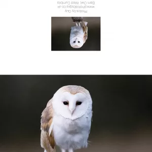 Owl On A Post 2 - Greetings Card