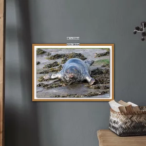 Grey Seal basking in the sun - A3 Print in wooden frame