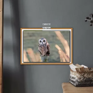 Short Eared Owl sat on a post in Cumbria - A3 Print in a Wooden frame