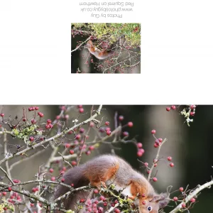 Red Squirrel on Hawthorn Berries Greetings Card