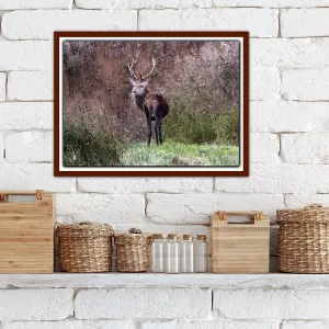 Red Stag In The Reeds At RSPB Leighton Moss - A3 Print in a wooden frame