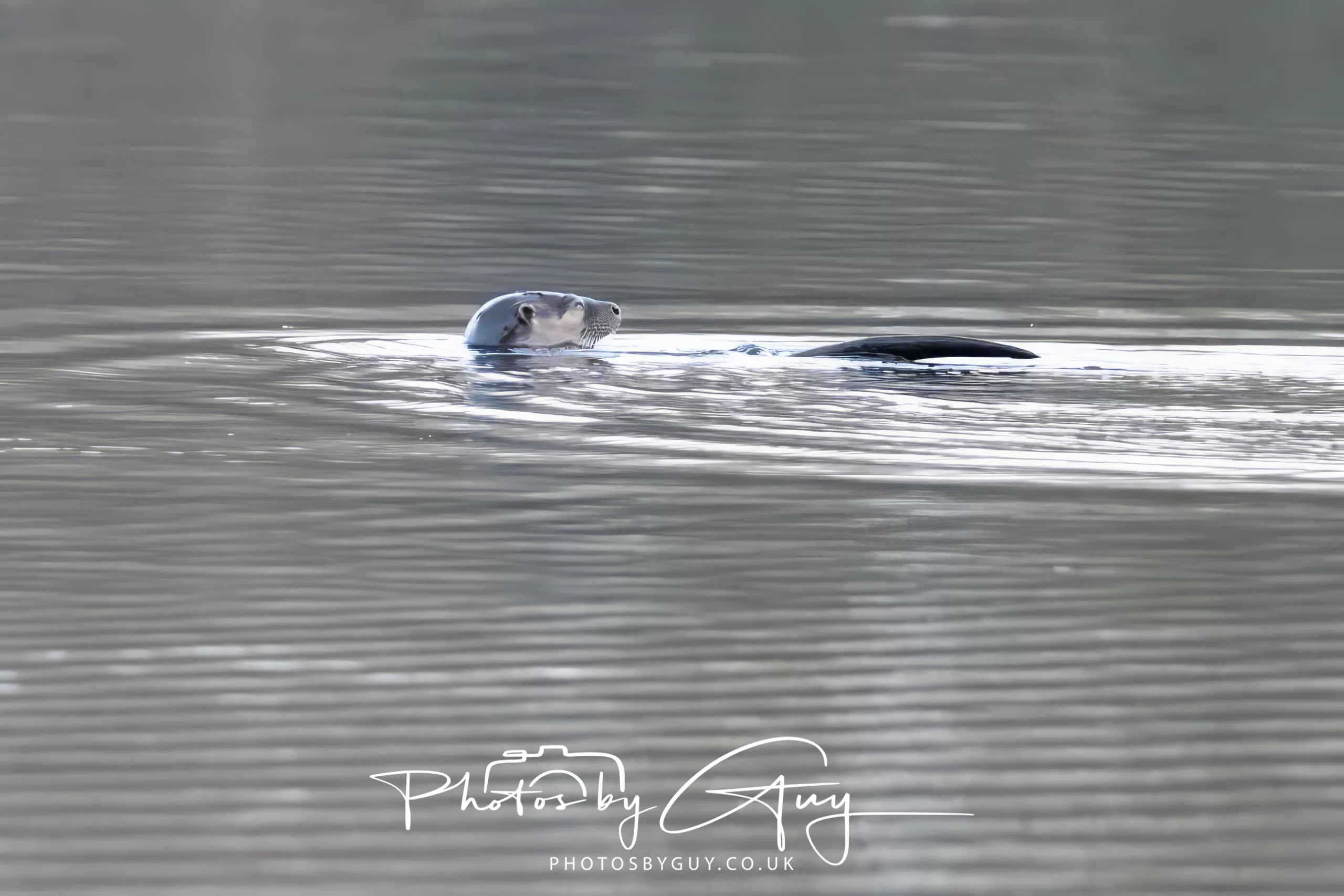 03 Feb 2026 – Walk and early morning otters