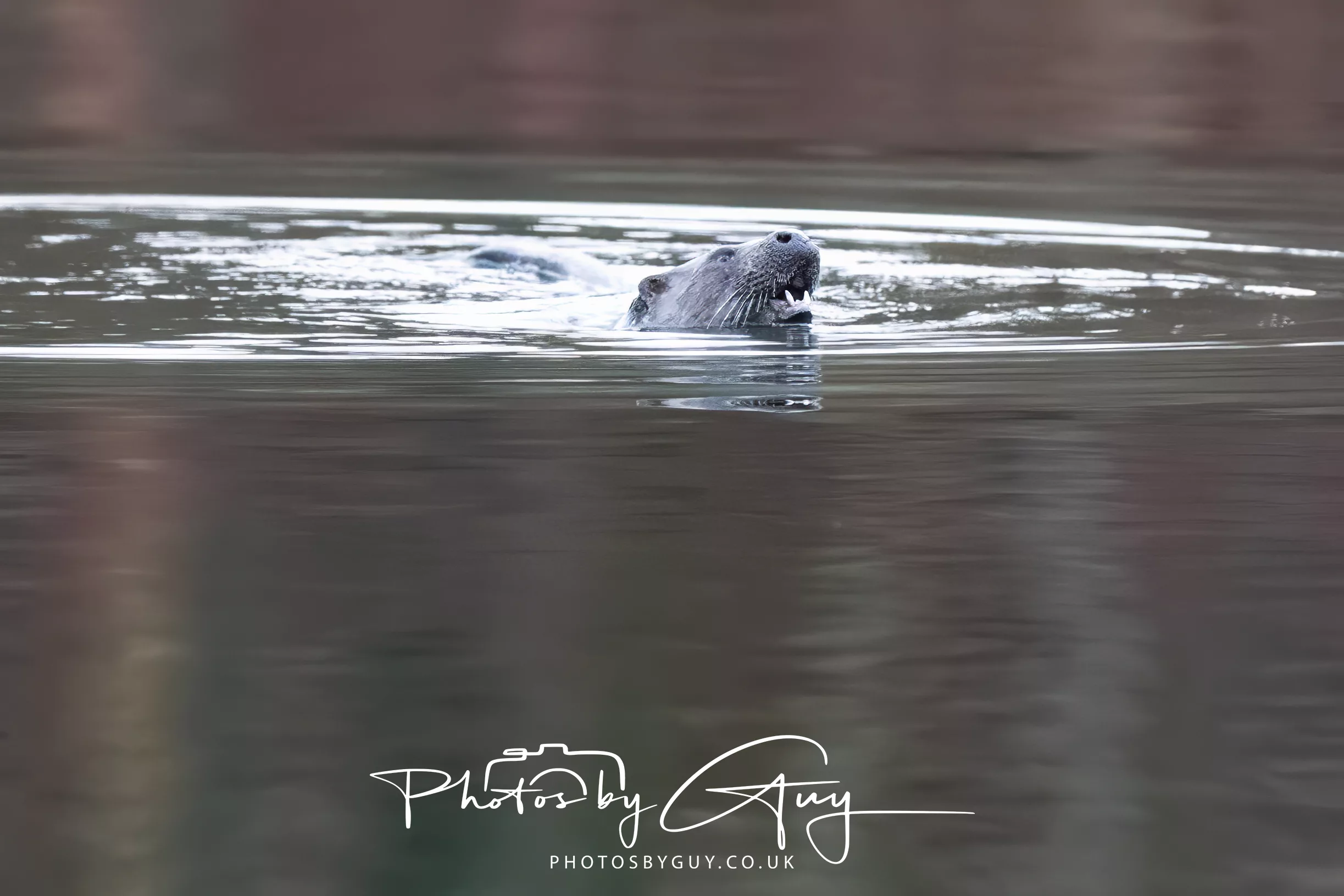 2 February 2026 – Walk around the local lake and Otters !