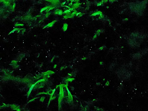 25/26 March 2025 - New Zealand, Honiker to Christchurch via the trans alpine train - Glow worms