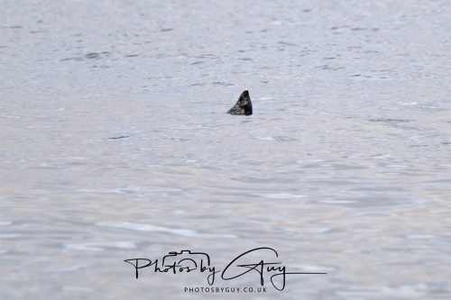 03 October 2026 -Kingscross, Isle of Arran - Short Beaked Common Seal