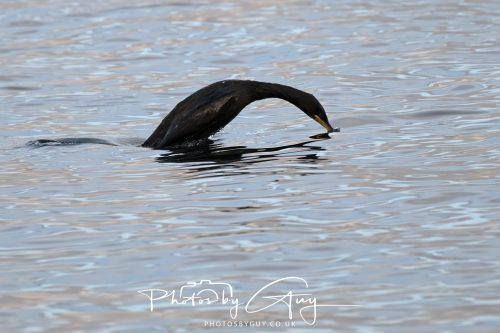03 October 2026 - Brodick from the Ferry, Isle of Arran - Short Beaked Common Dolphin 