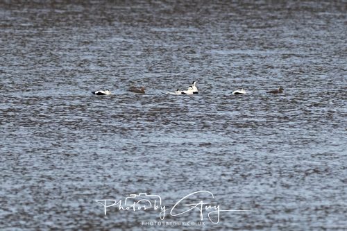 03 October 2026 -Kingscross, Isle of Arran - Eider Ducks