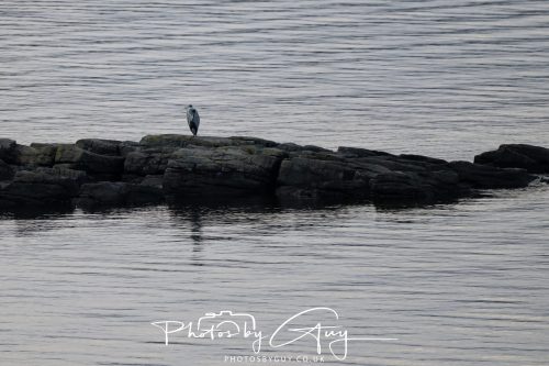 03 October 2026 -Kingscross, Isle of Arran - Grey Heron