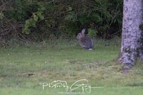 03 October 2026 -Kingscross, Isle of Arran - Wild Rabbit