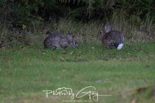03 October 2026 -Kingscross, Isle of Arran -Wild Rabbit