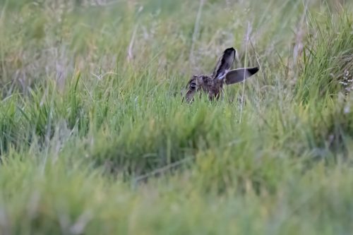 03 October 2026 -Kingscross, Isle of Arran - Hare