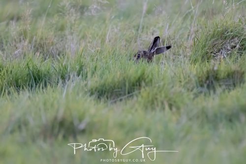 03 October 2026 -Kingscross, Isle of Arran - Hiding Hare