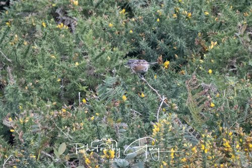 05 Sept 2026 - Whitehaven to St Bees via coastal path - Juvinile Stonechat