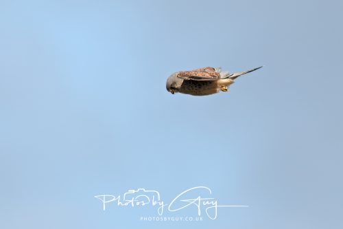 05 Sept 2026 - Whitehaven to St Bees via coastal path - Kestrel
