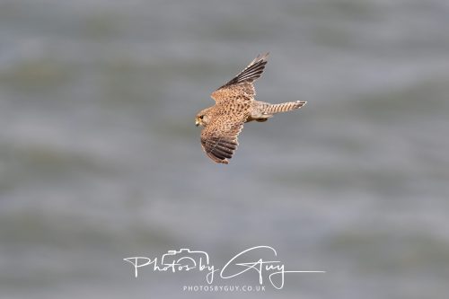 05 Sept 2026 - Whitehaven to St Bees via coastal path - Kestrel