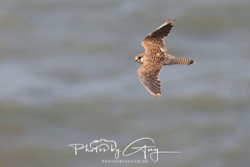 05 Sept 2026 - Whitehaven to St Bees via coastal path - Kestrel