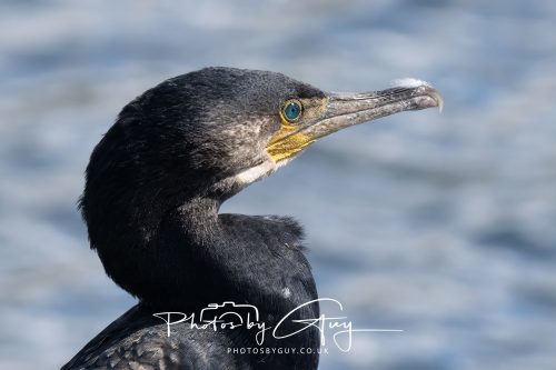 05 Sept 2026 - Whitehaven to St Bees via coastal path - Cormorant