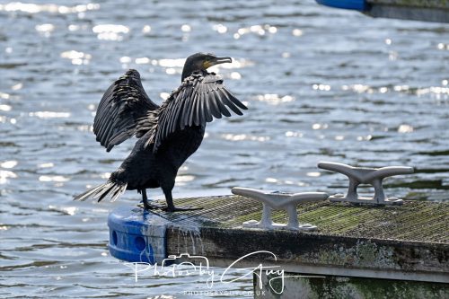 05 Sept 2026 - Whitehaven to St Bees via coastal path - Cormorant