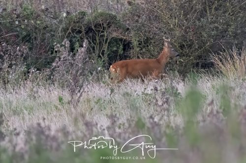 06 September 2026 - Near to Whitehaven, Cumbria - Roe Deer