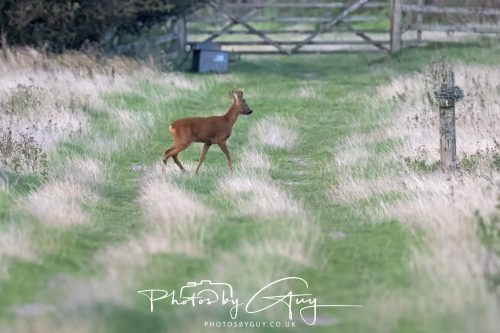 06 September 2026 - Near to Whitehaven, Cumbria - Roe Deer