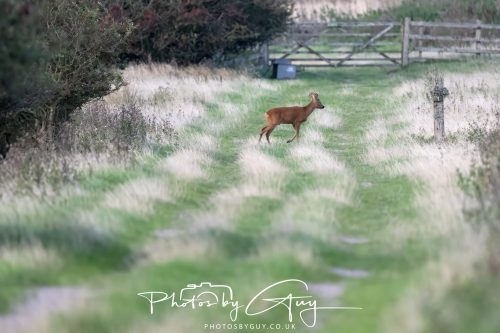 06 September 2026 - Near to Whitehaven, Cumbria - Roe Deer